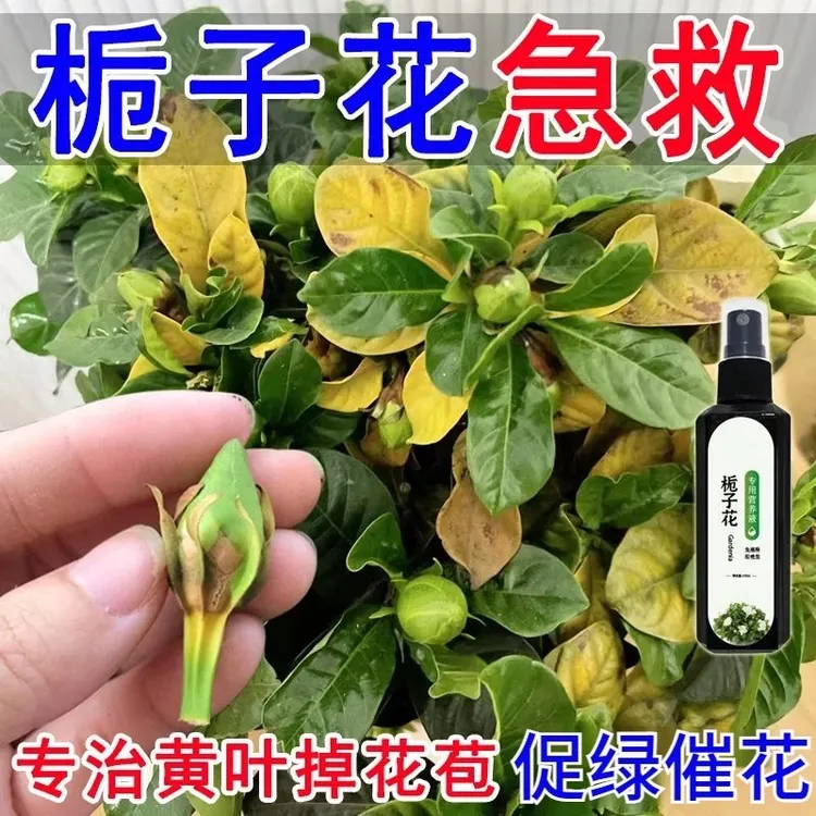 【专治掉苞】栀子花营养液防黄叶烂根生长缓慢掉花苞催开花专用肥料