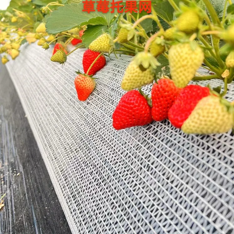 草莓专用托果网草莓垫网纱防折支架支撑架草莓托果网托架隔离网