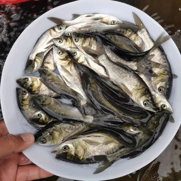 广州发货 淡水养殖花鲢鱼大头鱼鳙鱼雄鱼活体包邮好养 食用花鲢鱼