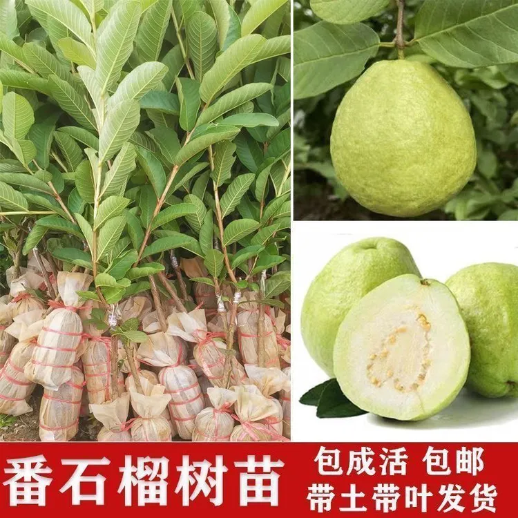 番石榴树苗白心珍珠四季芭乐果苗红宝石嫁接树苗盆栽地栽当年结果