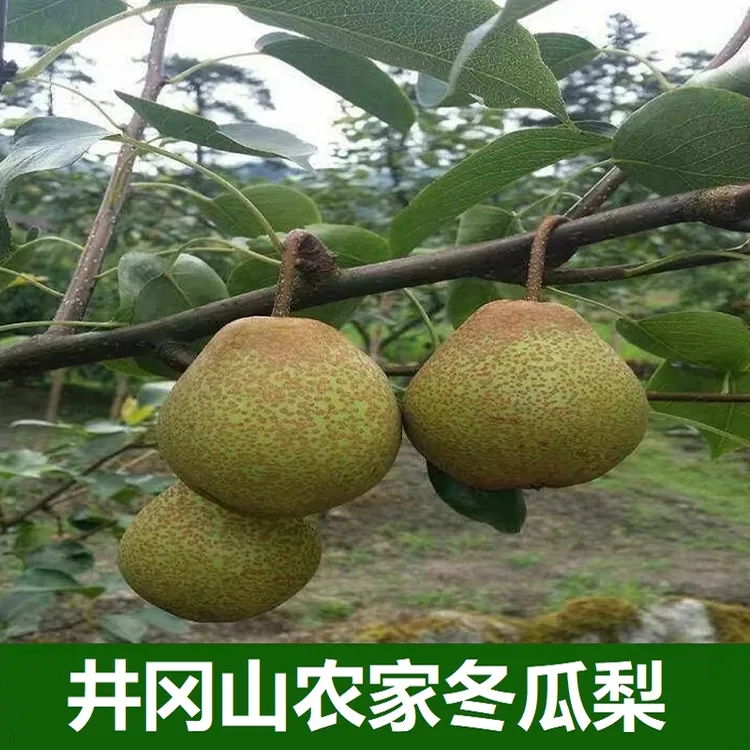 井冈山冬瓜梨现摘现发樟梨张梨新世纪梨黄花梨当季新鲜水果