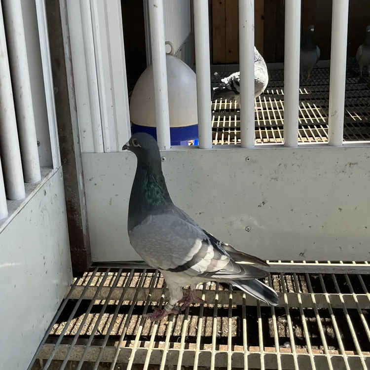 基特尔雌鸽非常漂亮