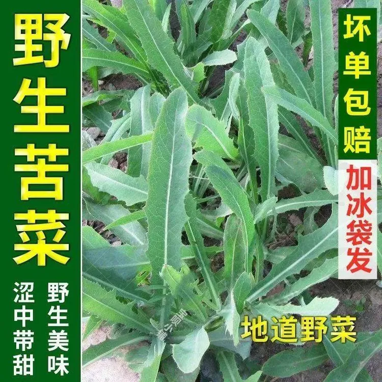 2025新鲜曲麻菜苦农作物曲曲菜苦菜