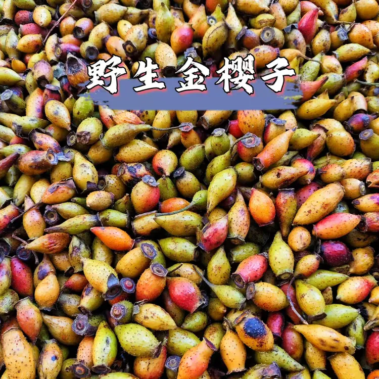 江西安福野生金樱子