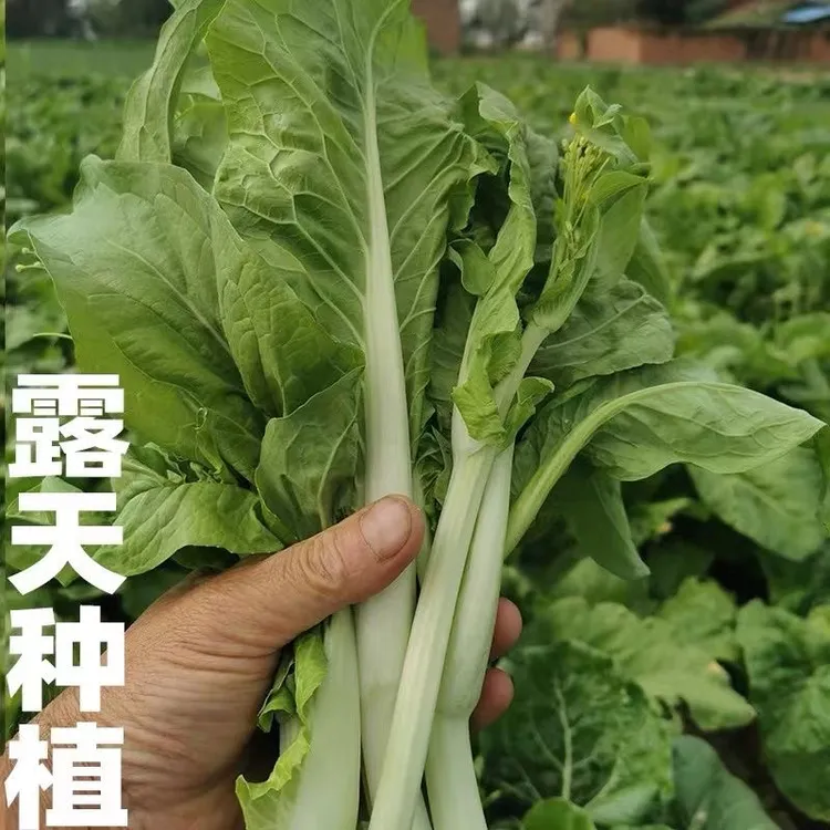 湖北露天白菜苔多地新鲜现摘白菜苔应季脆嫩蔬菜