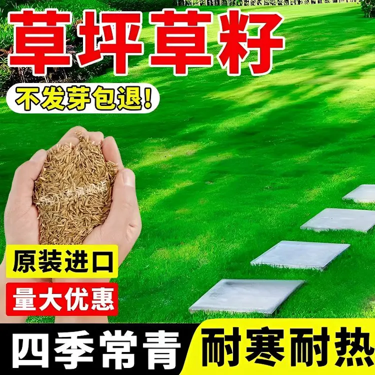 草坪草籽护坡狗牙根马尼拉四季常青庭院地毯草皮绿化黑麦草种子孑商品图