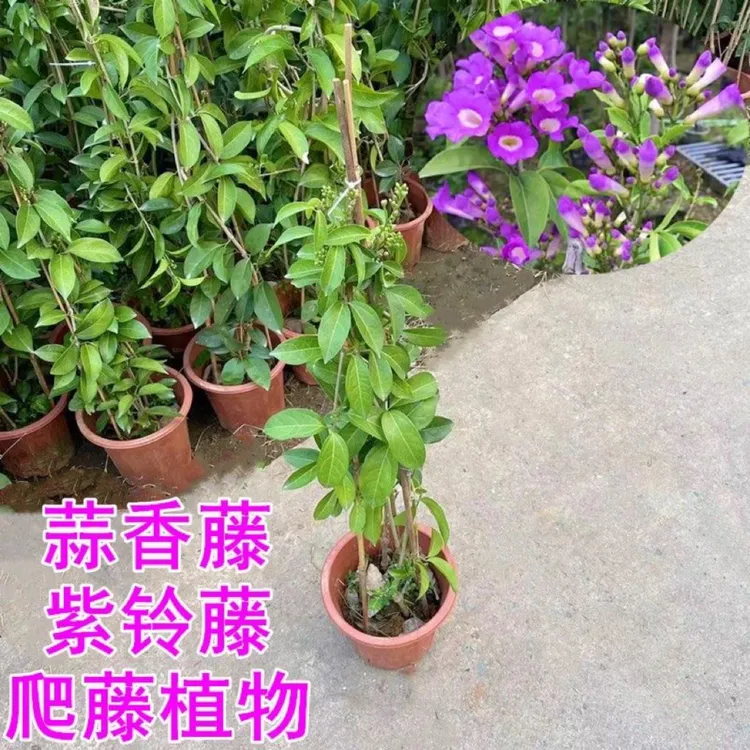 爬藤植物 蒜香藤花苗 紫铃藤 漂亮藤本花多好养庭院绿篱盆栽花卉