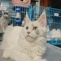 来了姊妹-纯白缅因猫-妹妹-70