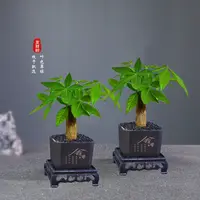 单杆发财树新中式盆栽室内绿植花卉四季常青好养净化空气桌面办公