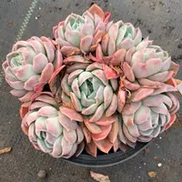 407杂交精品基地15厘米