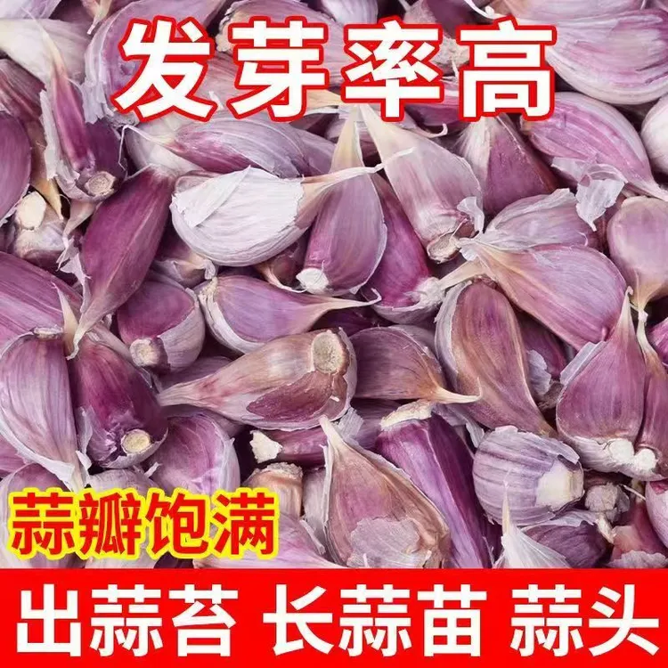 2025紫皮小蒜瓣批发新鲜红皮大蒜瓣非云南大蒜新蒜干蒜新鲜大蒜
