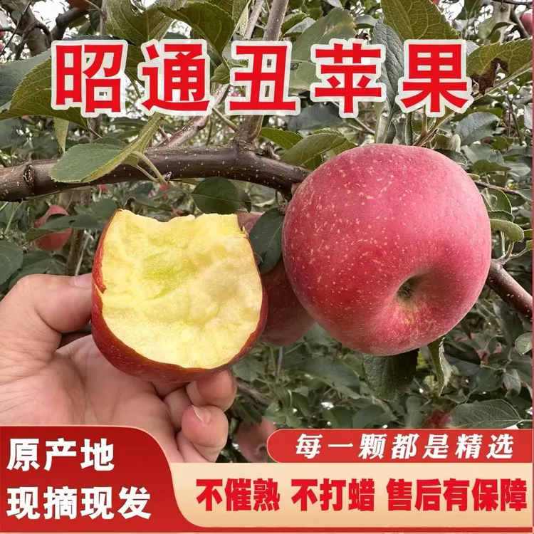 正宗云南昭通冰糖心丑苹果新鲜现摘产地直发脆甜多汁5/10斤包邮
