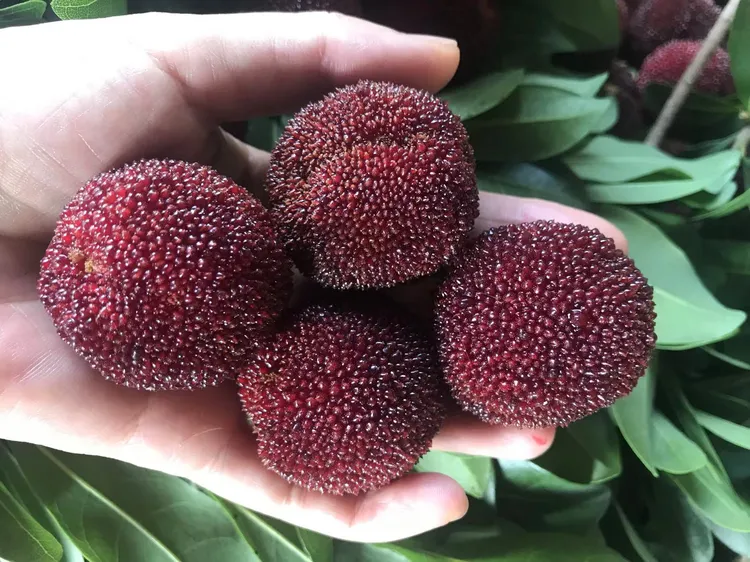 【6A仙居东魁杨梅颗粒】新鲜现摘仙居东魁杨梅顺丰冷链空运孕妇水果