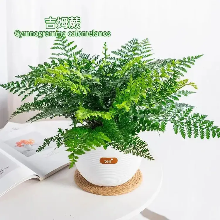 吉姆蕨网红植物盆栽绿植室内茶室盆景花卉水培蕨类观叶好养盆栽花