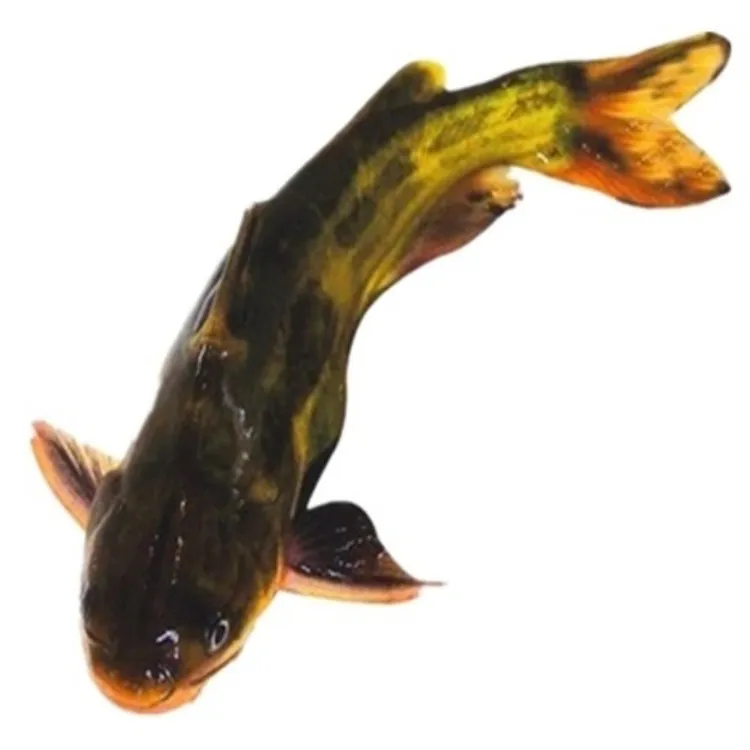 黄骨鱼黄颡鱼黄刺鱼