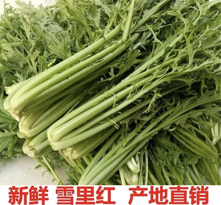 农家露天种植新鲜雪里红可腌制酸菜腊菜的蔬菜