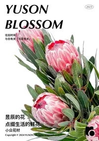 【南非公主】尽显王室风范/帝王花里的娇俏公主/鲜切花