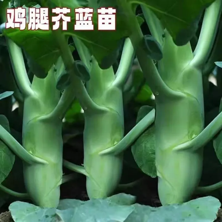 鸡腿芥兰菜种子适合阳台盆栽四季可种易植蔬菜种