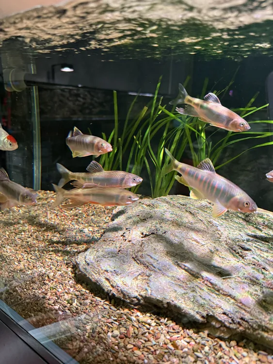 宽鳍鱲桃花鱼溪哥冷水鱼广温鱼原生观赏鱼