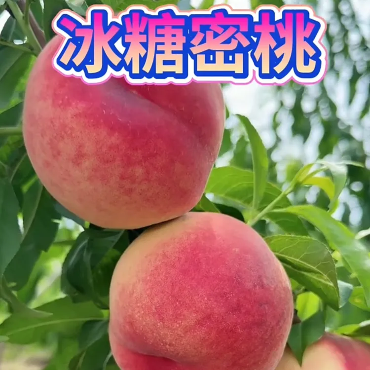 冰糖蜜桃嫁接桃树苗南方北方种植早熟盆栽地栽当年结果养死包赔