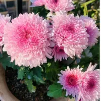 【荷塘月色】大花富贵菊九月菊花苗盆栽适合室内外花开好看