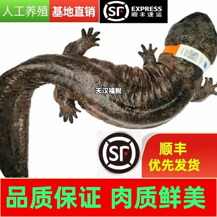 基地直发人工养殖娃娃鱼食用养殖大鲵生鲜水产