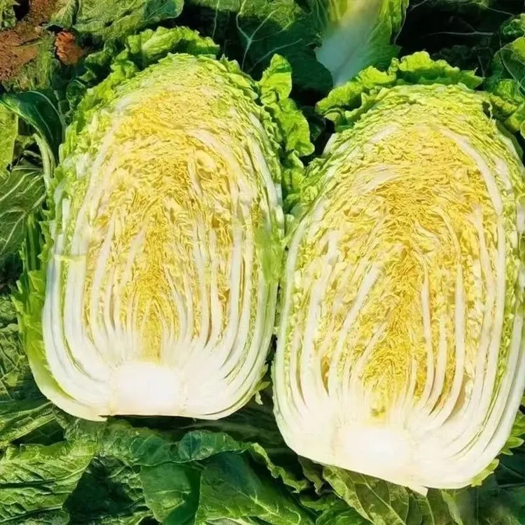 黄心高产耐寒秋播大白菜种子结球紧实适合冬储蔬菜种植
