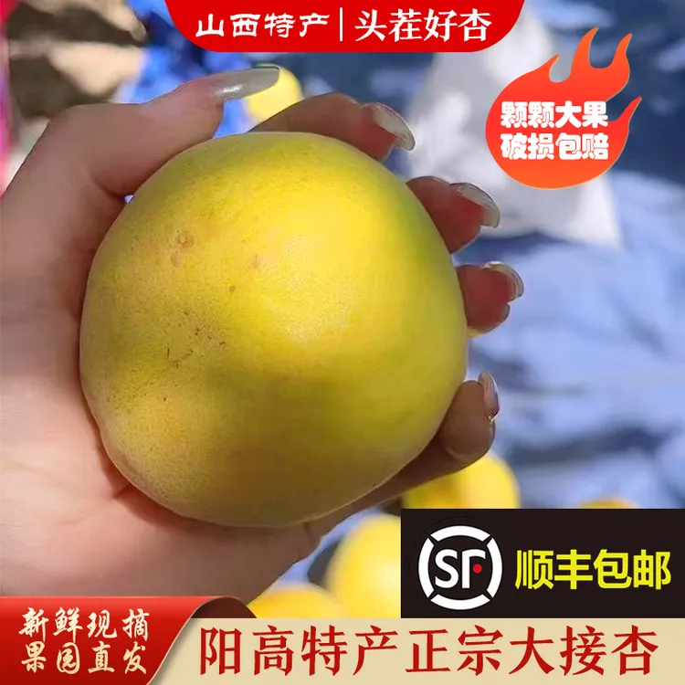 顺丰包邮正宗阳高大接杏山西特产蜂巢包装坏果包赔现摘现发5斤