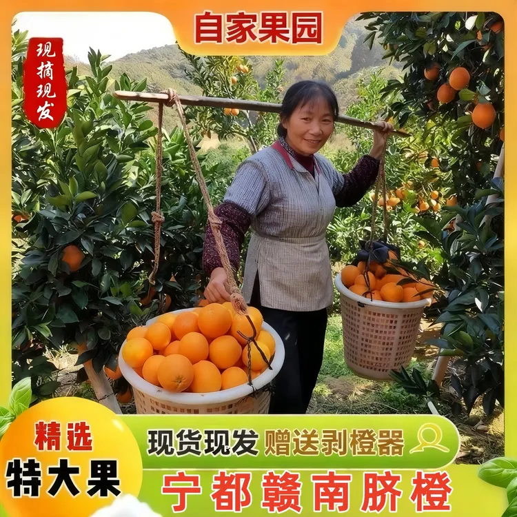 【宁都发货】正宗江西赣南脐橙产地直发当季新鲜水果现摘甜橙子10斤