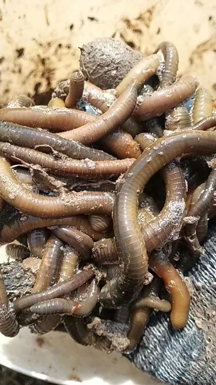 野生青蚯蚓 味浓 5 斤首选