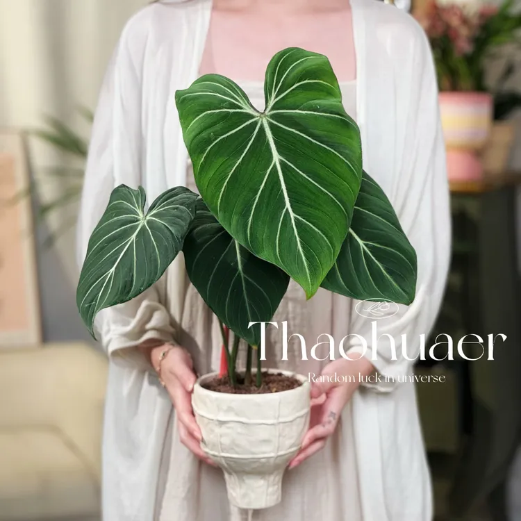 明脉蔓绿绒室内办公阳台荧光观叶绿叶花卉盆栽网红绿植