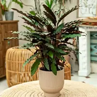 特价紫背箭羽 盆栽绿植好养耐阴净化空气适合室内 云南鲜花绿植