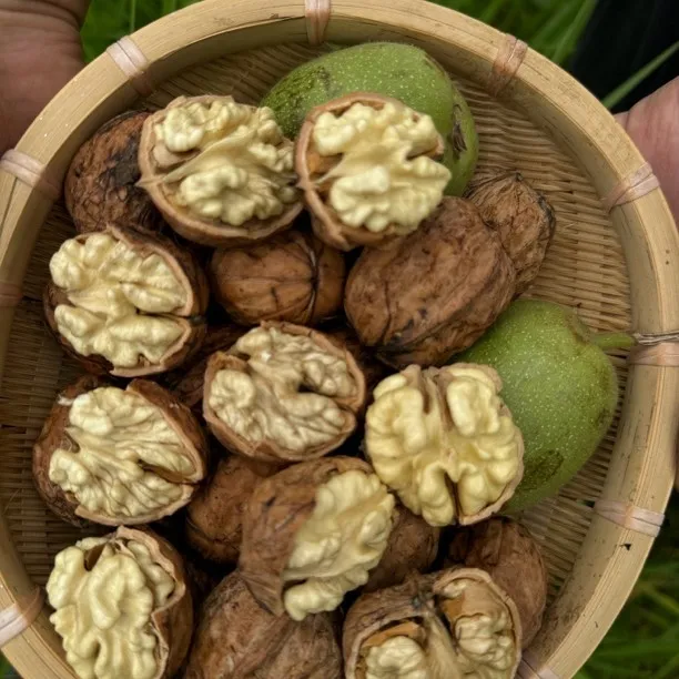 云南老树鲜核桃，香甜口感 新鲜核桃（顺丰包邮），现剥青皮发货
