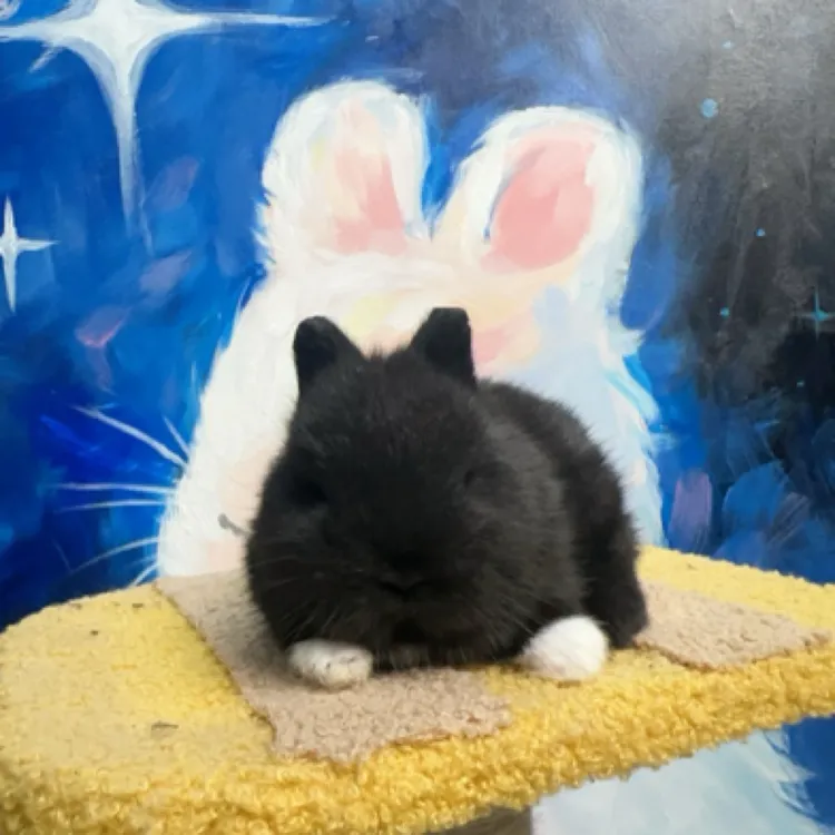 侏儒兔，白手套黑弟弟