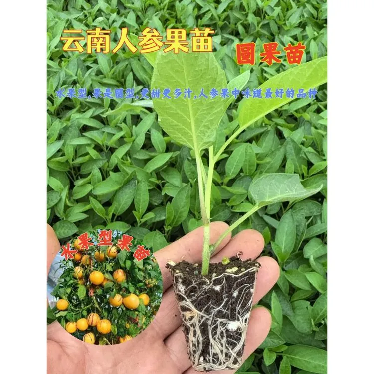 云南人参果树苗圆果水果型苗香甜多汁可中室内外盆栽春秋种业