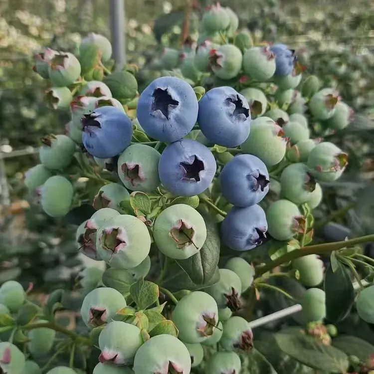 昆明大果花香蓝莓盆栽