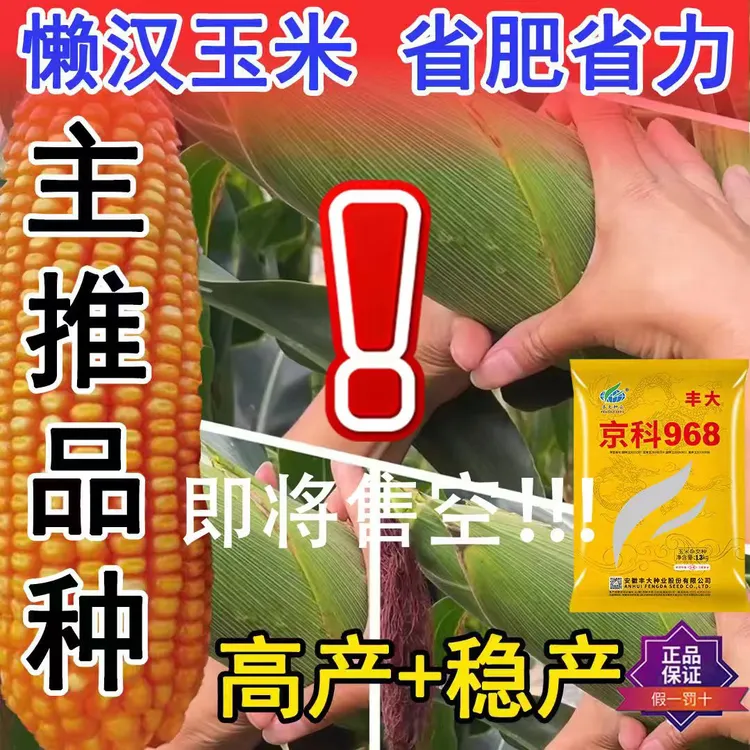 四国审丰大京科968 【耐高温一粒不少】抗旱能力强  真正抗病超高产