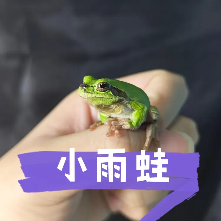 权威带派雨蛙，打单发出影响二次销售不退款，录开箱包活包售后