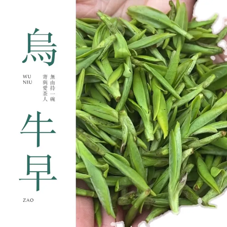 茶乡梅子2025新茶头采乌牛早