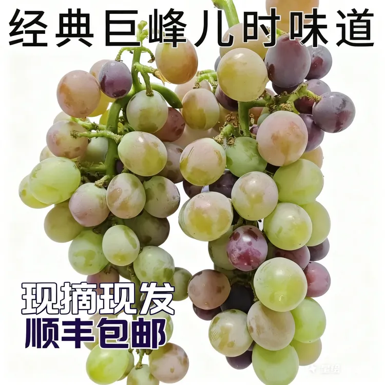 经典巨峰葡萄自然成熟儿时味道产地直发顺丰包邮新鲜水果
