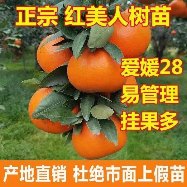 正宗爱媛28号象山红美人爱媛38甘平柑桔橘子苗嫁接桔子树苗带土
