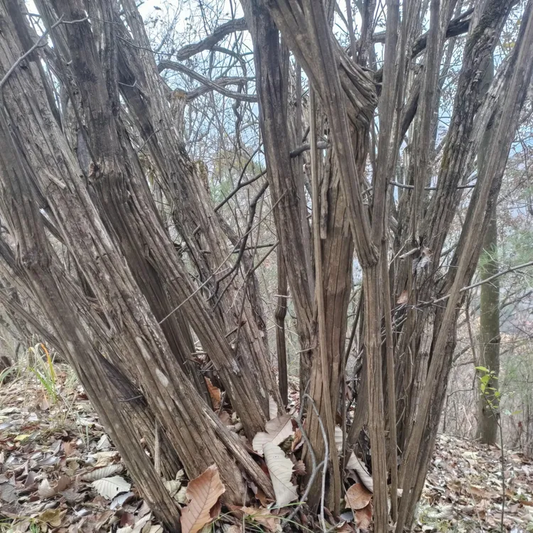 五台六道木降龙木九道木原木料雕刻把玩招财降龙木