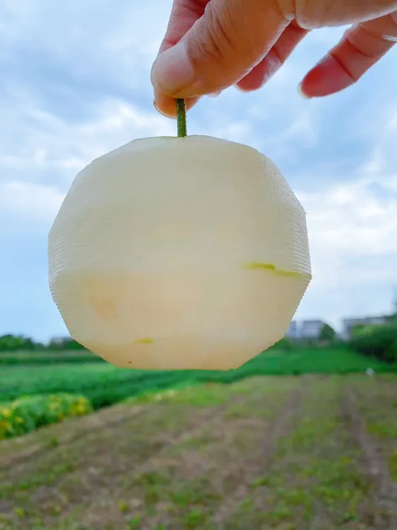翠冠梨 大果 脆甜无渣 口感细腻  皮薄核小 老少皆宜