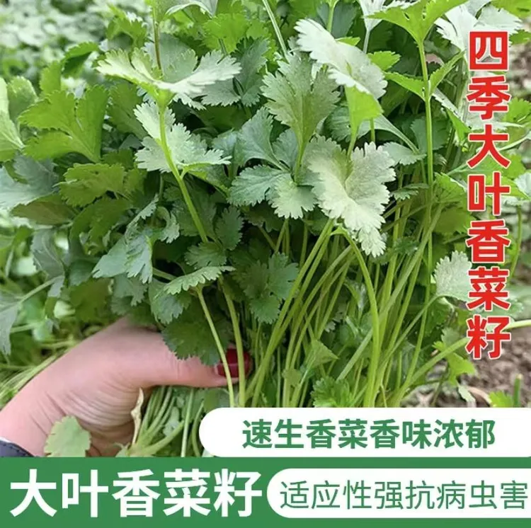 【香菜种子】正品速生香菜种子四季大叶耐热耐抽苔盆栽农家蔬菜种籽