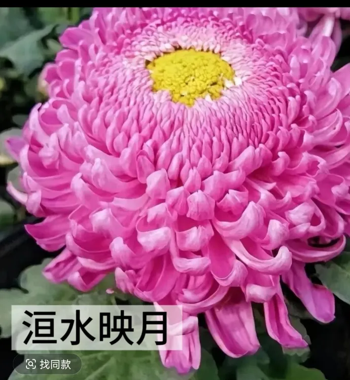 大花菊花苗多年生盆栽适合室内外阳台庭院种植九月菊稀有菊花品种