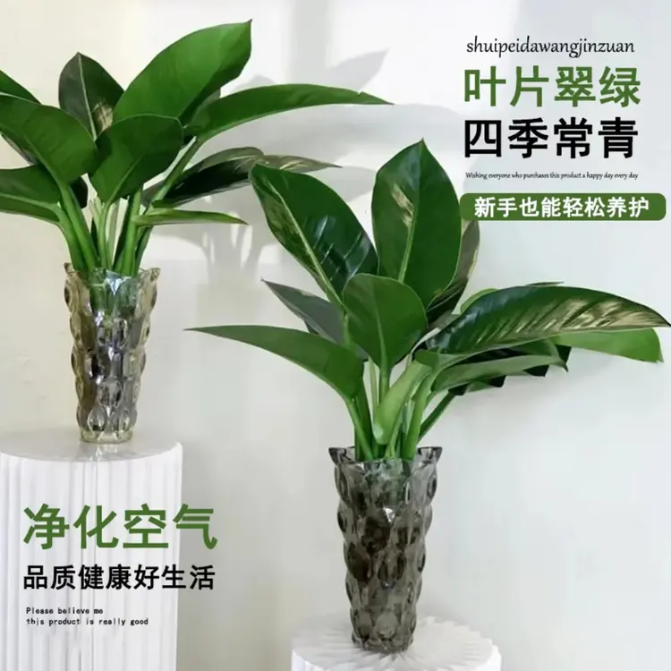 大叶金钻绿公主高50-60cm水培绿植吸甲醛净化室内桌面化观叶植物