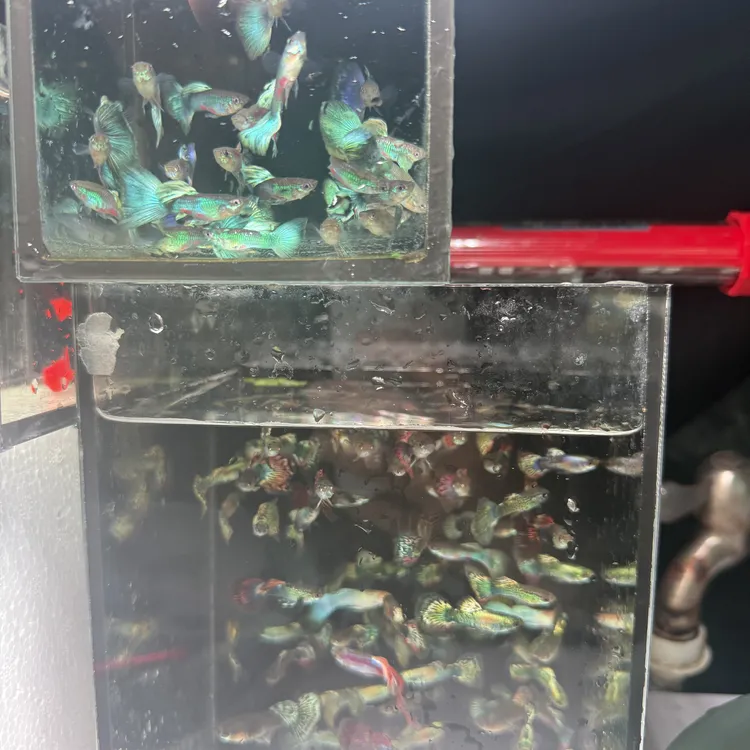 孔雀鱼单公花色搭配
