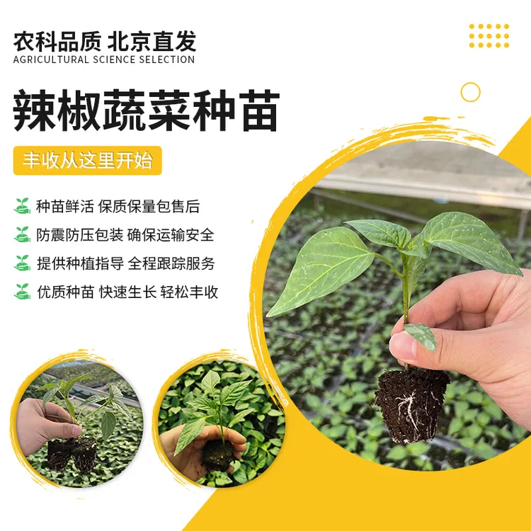 【农科院推荐】辣椒苗农科基地线椒苗螺丝椒苗朝天椒苗辣椒苗尖椒苗