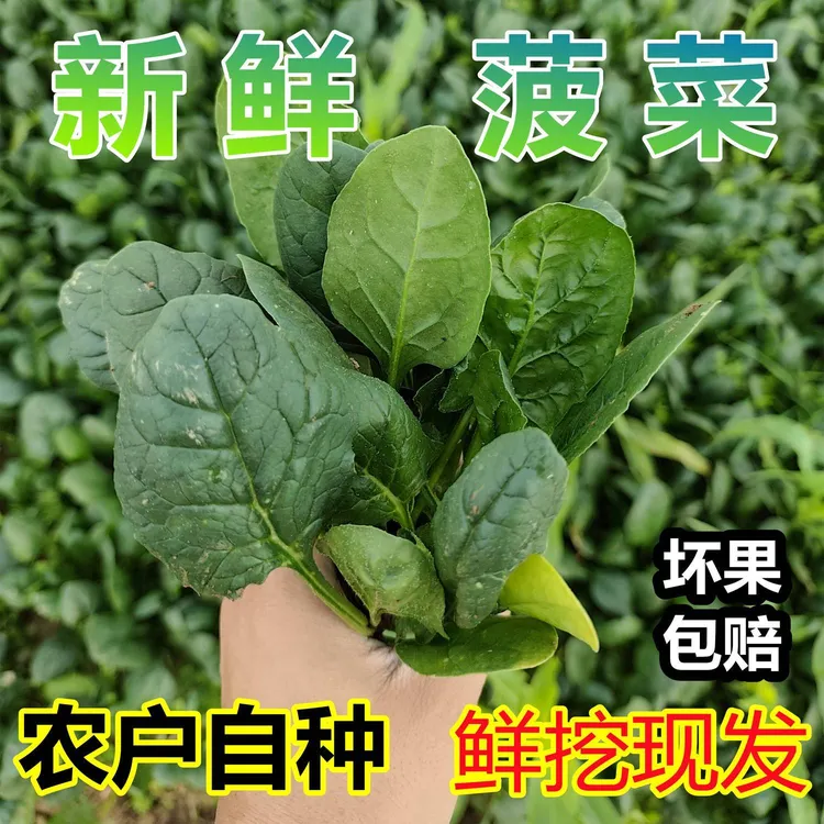 河南本地露地菠菜新鲜霜冻菠菜红根叶厚波菜蔬菜农家自种