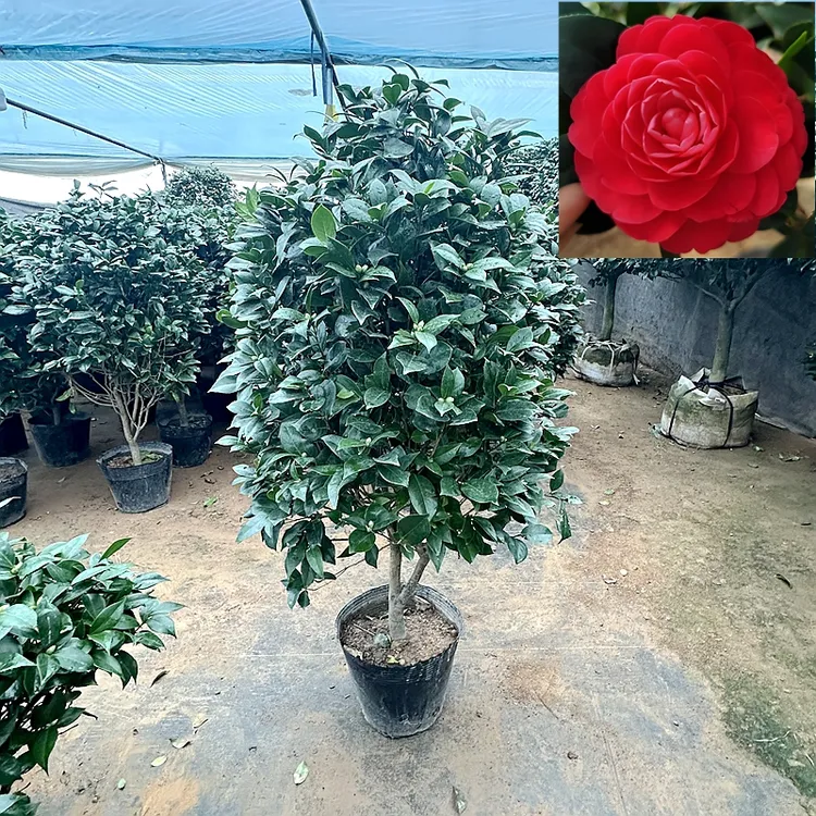 高1.4米 大型红赤丹茶花盆栽树苗 秋冬季节带花苞 耐寒红色山茶花